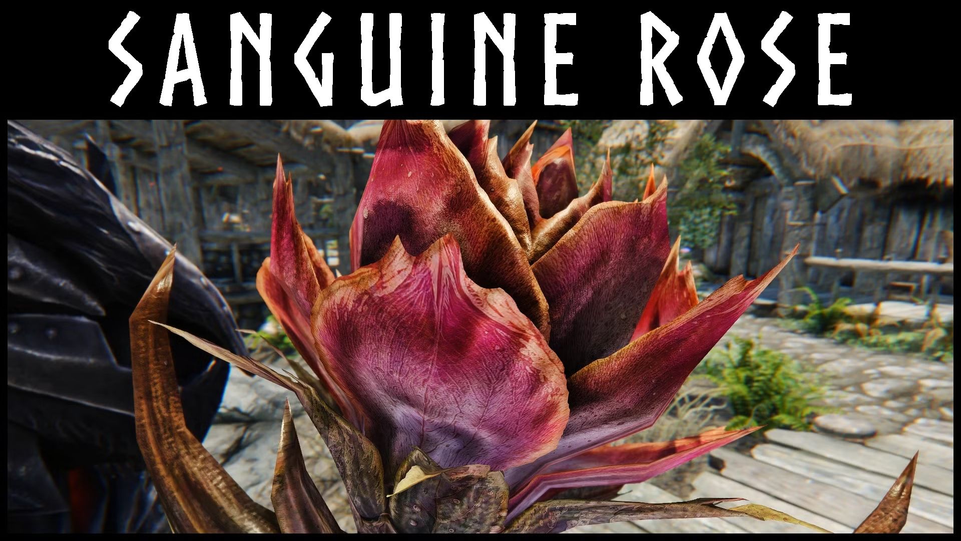 Kanjs - Sanguine Rose Animated
