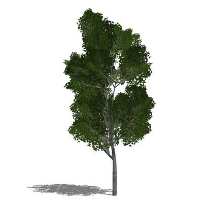 Legacy of the Dragonborn - Blubbo's Solitude 2023 - Trees Patch